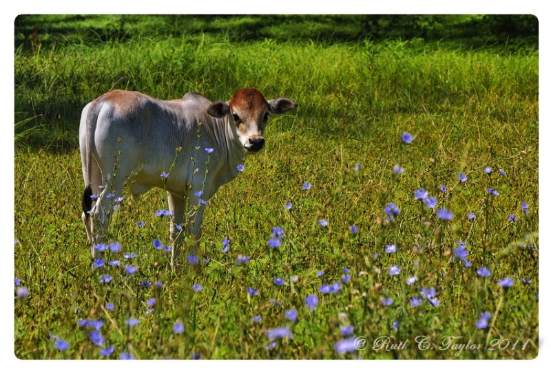 Fields of Blue