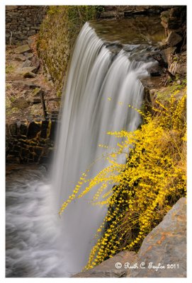 Forsythia Falls