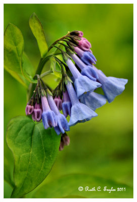 Blue Bells