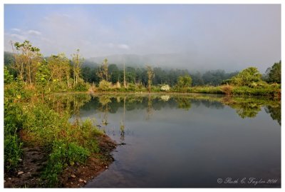 Morning Mist on Giving Pond