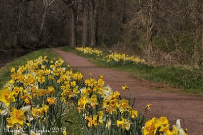 Daffodil Path Along the Canal