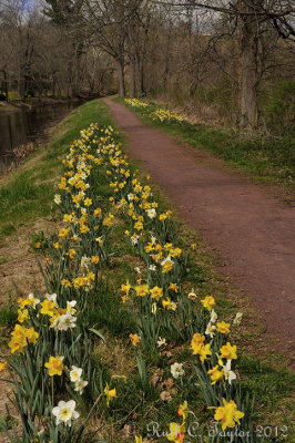 Spring Daffodils Along the Canal