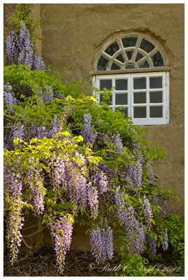 Wysteria at the Tileworks
