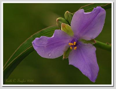 g4/58/582358/3/60454096.FlowerMacros_20060515_060msW.jpg