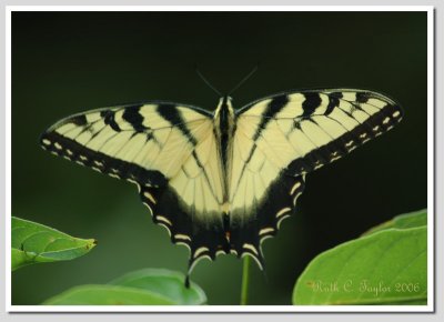 Tiger Swallowtail #2