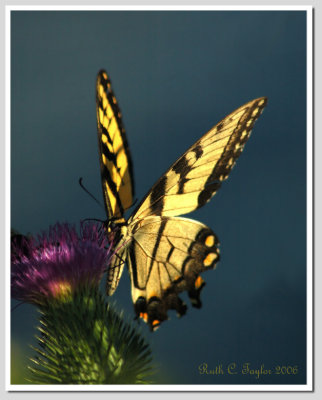 Tiger Swallowtail #4