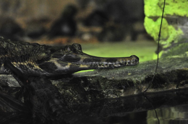 San Antonio Zoo 2011