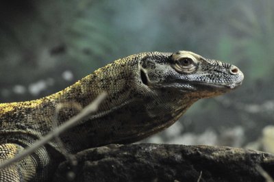 San Antonio Zoo 2011