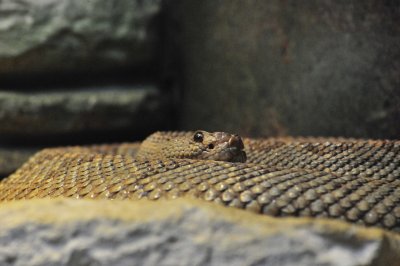 San Antonio Zoo 2011