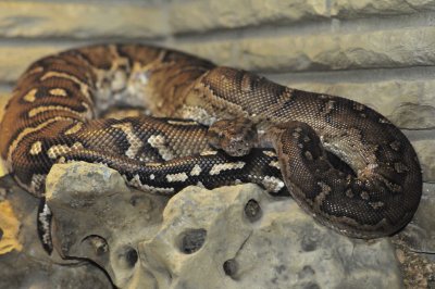 San Antonio Zoo 2011