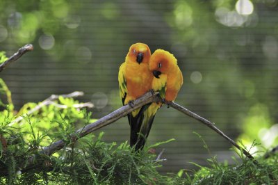 San Antonio Zoo 2011