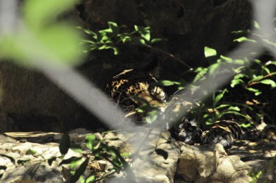 San Antonio Zoo 2011