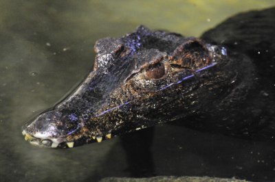 San Antonio Zoo 2011