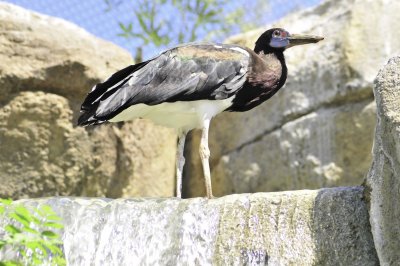 San Antonio Zoo 2011