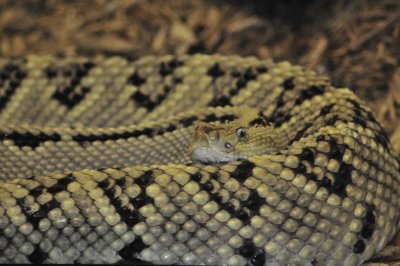 San Antonio Zoo 2011