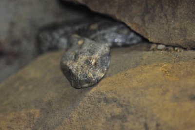 San Antonio Zoo 2011