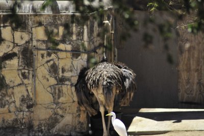 San Antonio Zoo 2011