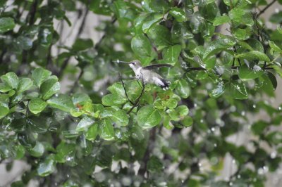 Hummingbirds