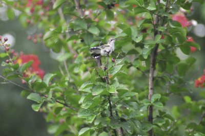 Hummingbirds