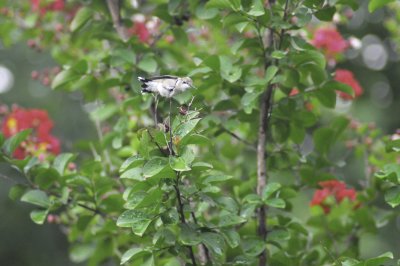 Hummingbirds