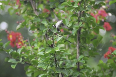 Hummingbirds