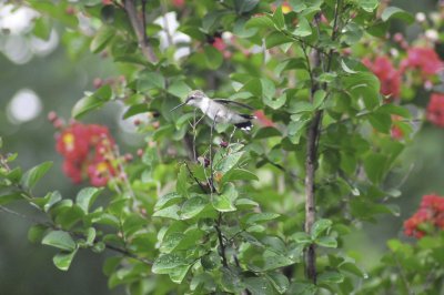 Hummingbirds