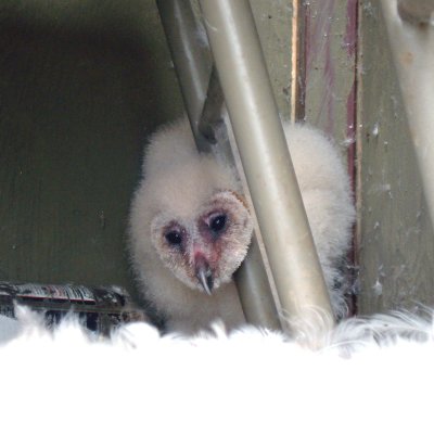 Baby Owl.jpg