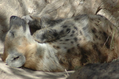 San Antonio Zoo