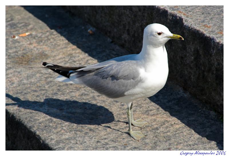 seagulls (7).jpg