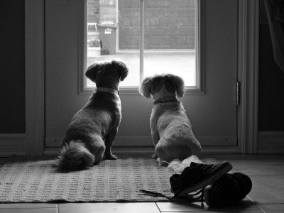 dogs at dooraa.jpg