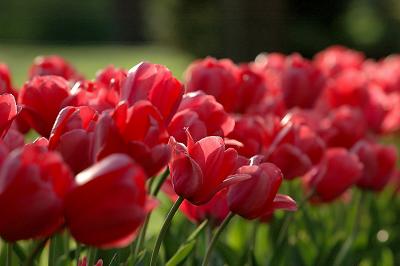 tulips_closeup.jpg