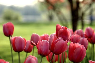 tulips_closeup2.jpg