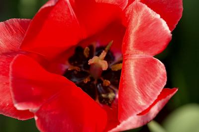 tulips_closeup3.jpg
