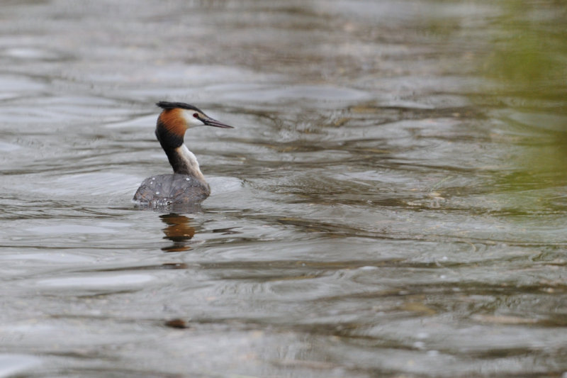 Grbe hupp - Great Crested Grebe - Podiceps cristatus