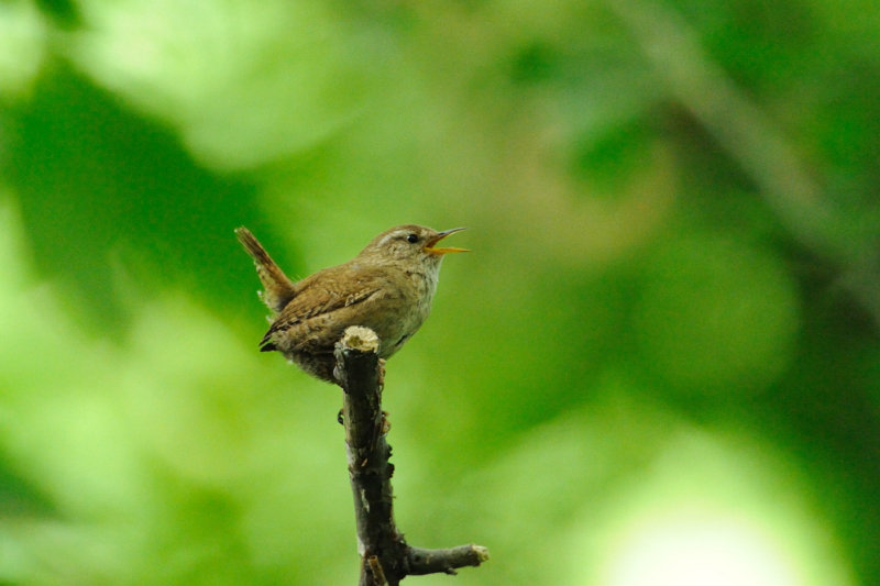 Troglodyte mignon -Eurasian Wren - Troglodytes troglodytes