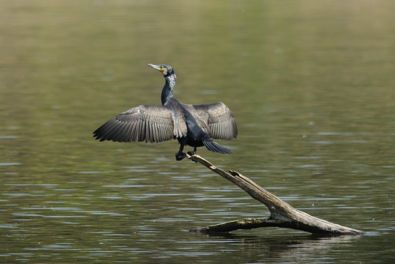 Grand cormoran - Great cormorant -Phalacrocorax carbo