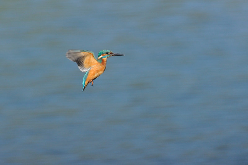 Martin Pcheur - Common Kingfisher - Alcedo atthis