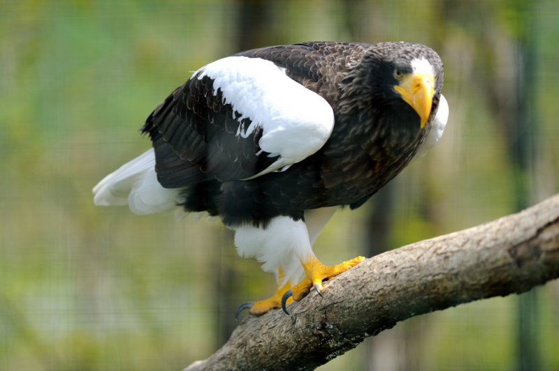 Pygargue de Steller -Stellers Sea Eagle - Haliaeetus pelagicus