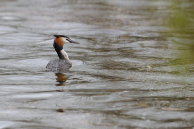 Grbe hupp - Great Crested Grebe - Podiceps cristatus