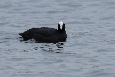 Foulque Macroule - Eurasian Coot  -  Fulica atra