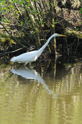 Grande Aigrette -Western Great Egret -Ardea alba