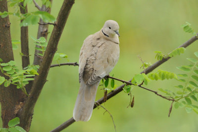 Tourterelle turque - Eurasian Collared Dove -Streptopelia decaocto