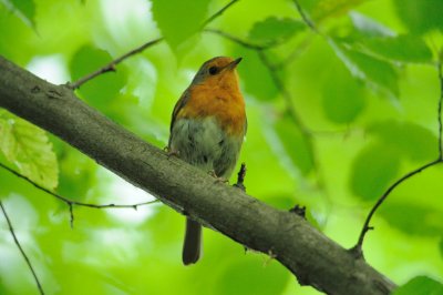 Rougegorge -European Robin -Erithacus rubecula