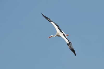 Cigogne blanche - White Stork - Ciconia ciconia