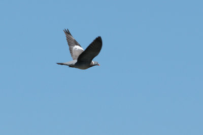 Pigeon Ramier - Common Wood Pigeon - Columba palumbus