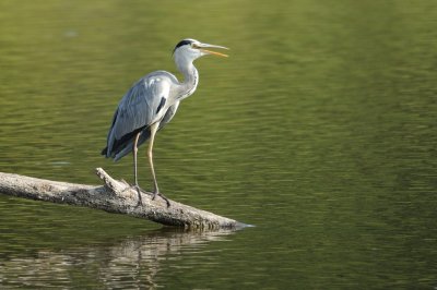 Hron cendr - Grey Heron - Ardea cinerea