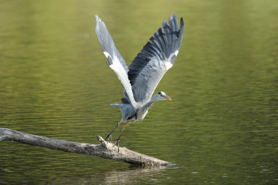 Hron cendr - Grey Heron - Ardea cinerea