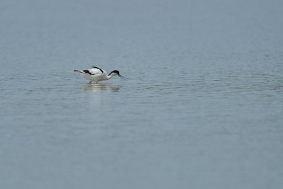 Avocette lgante - Pied Avocet - Recurvirostra avosetta