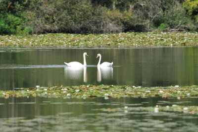 Cygne tubercul - Mute swan - Cygnus olor