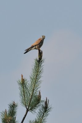 Faucon Crcerelle - Common Kestrel - Falco tinnunculus